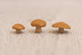 Trio of mushrooms - tan